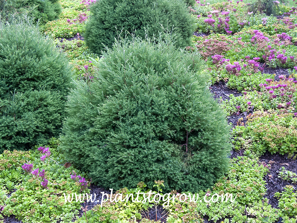 Heatherbun Atlantic White Cedar (Chamaecyparis thyoides)